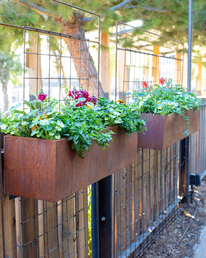 Two rusted Corten Steel window boxes on trellis panels planted with edible herbs + flowers | Photo by Jill Cook