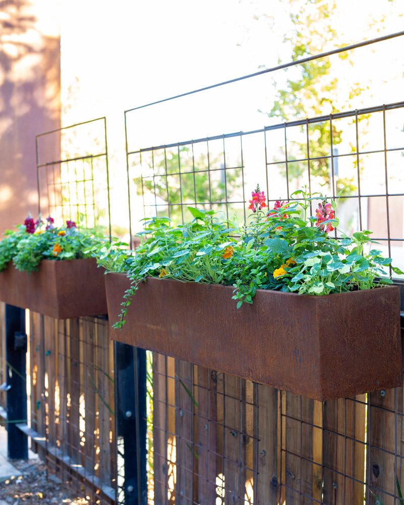 Two rusted Corten Steel window boxes on trellis panels planted with edible herbs + flowers | Photo by Jill Cook