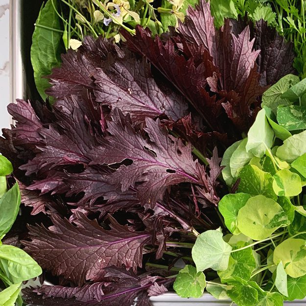 Salad Philosophy: Close up image of salad greens: purple mizuna, nasturtium, and greens
