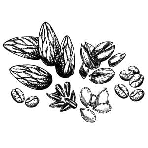 Heirloom Potager Guide to Salads - sketches of seeds and nut options