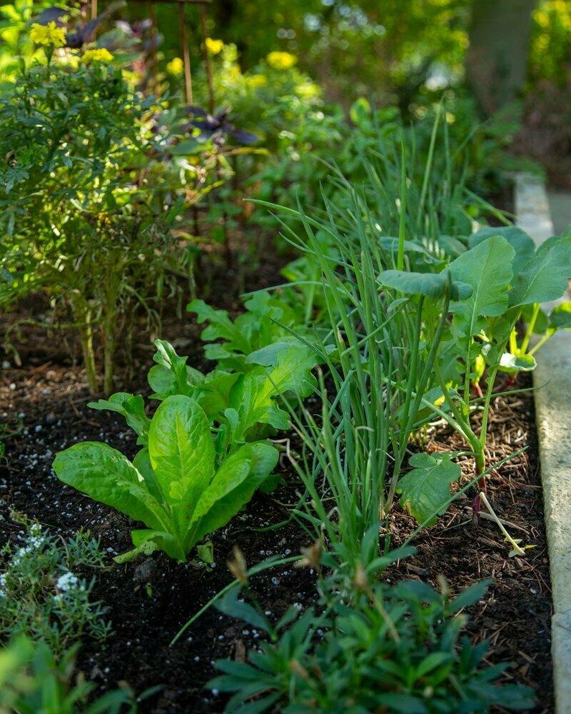 Classic Potager Garden on historic estate | Intensive Companion Planting with scallions, lettuce, and radishes