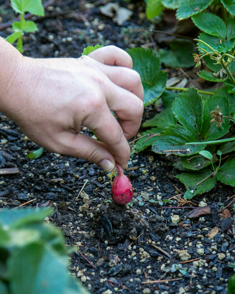 Harvesting a fresh radish