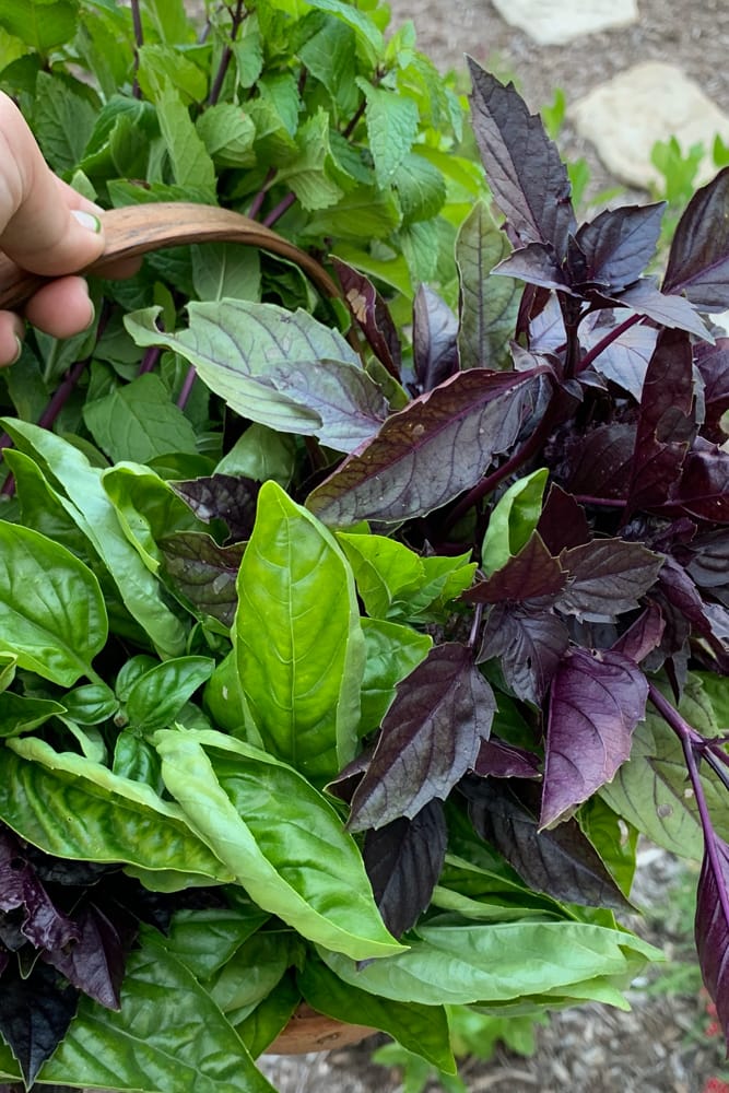 Mix of opal and sweet basil in a harvest basket.