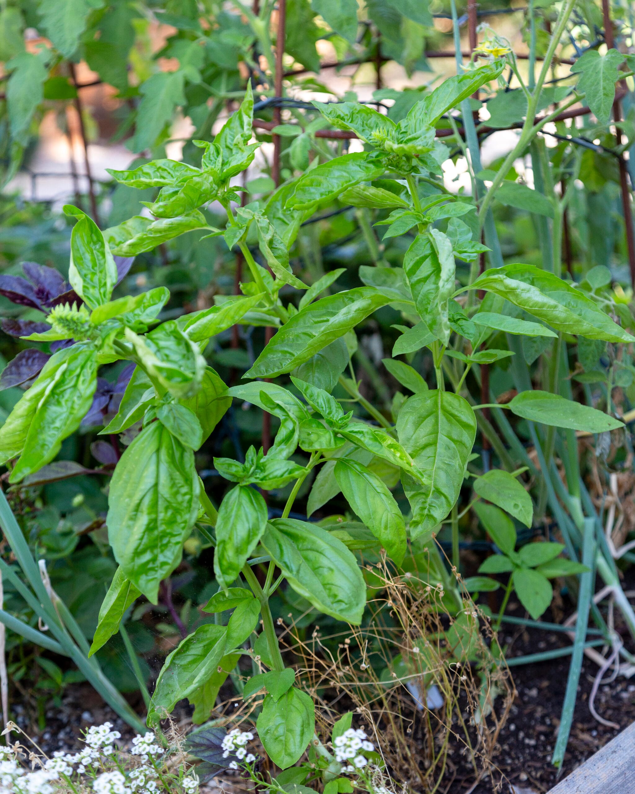 Basil Plants