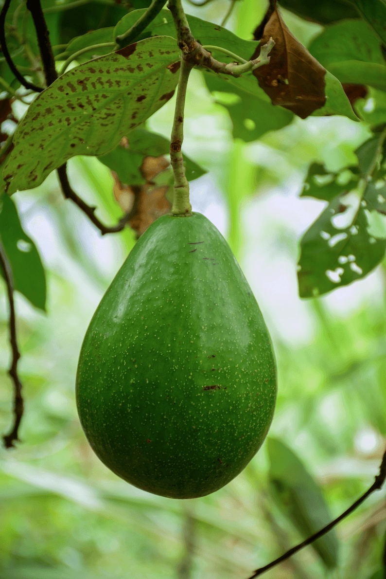 Green Avocado - Southern California Orchard Growing Guide