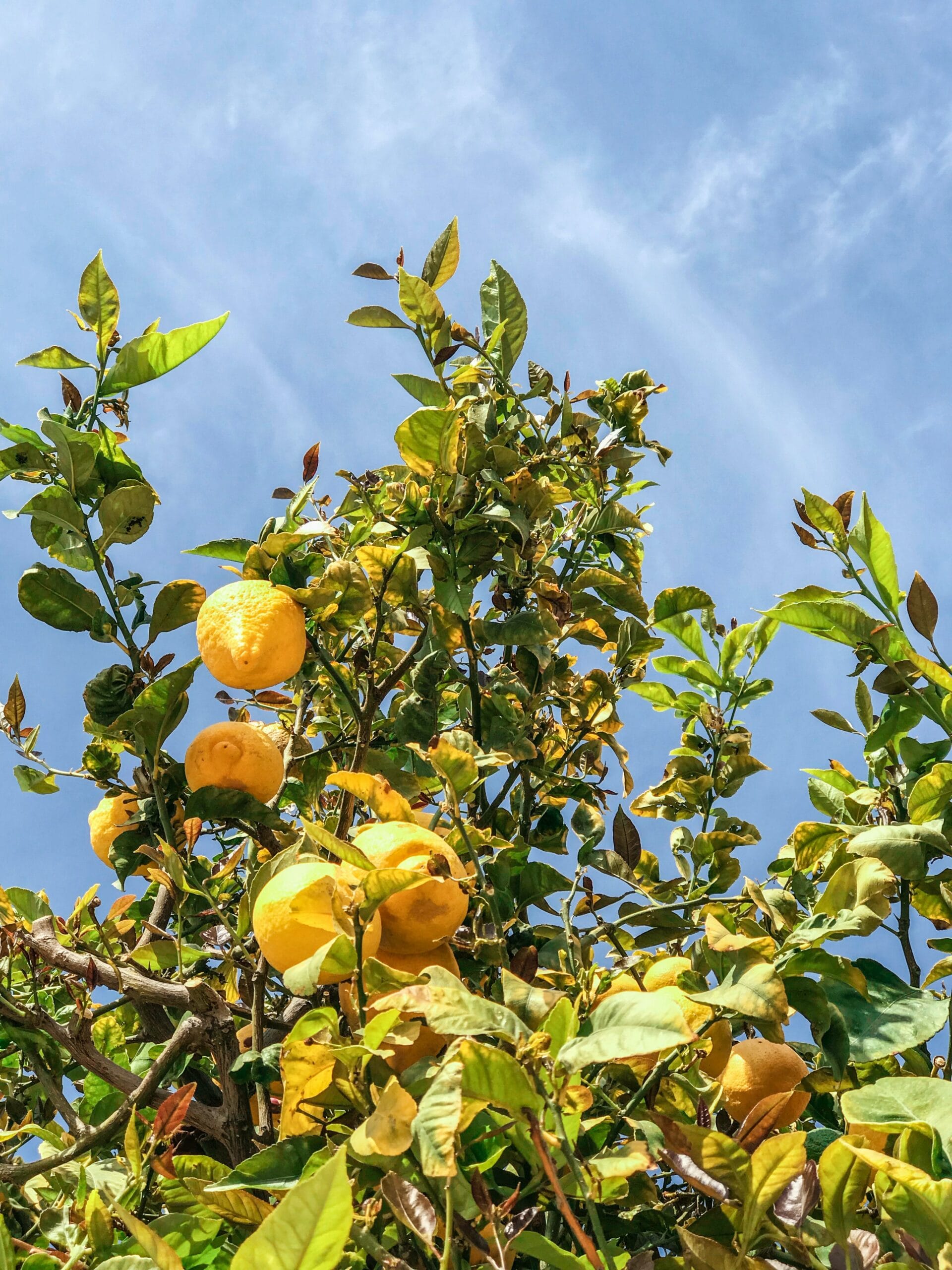 Citrus Trees thrive in Southern California