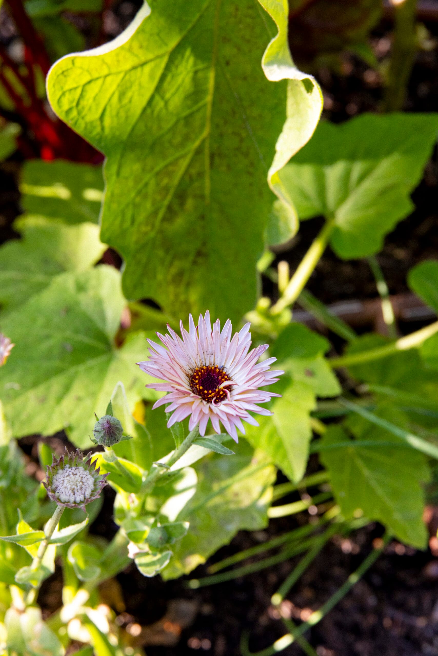 _W3A3531 Captivating Calendula Zeolights from Botanical Interests - light pink petaled flower with a brown center in an edible garden