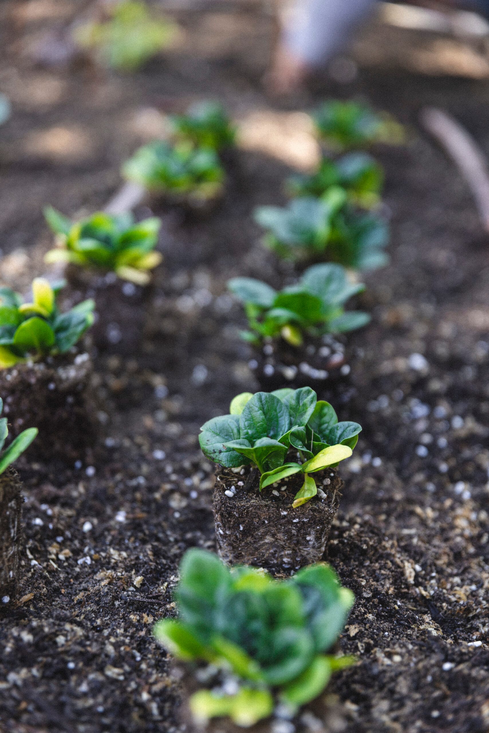 _W3A8232 Young spinach seedlings planted in the garden